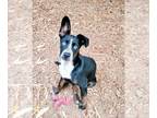 Border Collie Mix DOG FOR ADOPTION RGADN-1381131 - Puppy 26142 (Ramona) - Cattle