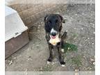 Border Collie Mix DOG FOR ADOPTION RGADN-1381300 - BRENDA - Border Collie /