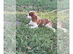 Cavalier King Charles Spaniel DOG FOR ADOPTION RGADN-1381323 - Baldric -