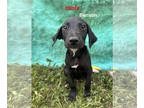 Labrador Retriever-Plott Hound Mix DOG FOR ADOPTION RGADN-1381352 - Benson -