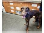 Doberman Pinscher DOG FOR ADOPTION RGADN-1381436 - COACH* - Doberman Pinscher