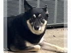 German Shepherd Dog Mix DOG FOR ADOPTION RGADN-1381523 - Ladybug (courtesy post)