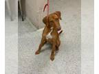 Vizsla DOG FOR ADOPTION RGADN-1381614 - POOKA - Vizsla (medium coat) Dog For