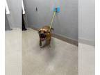 Boxer Mix DOG FOR ADOPTION RGADN-1381642 - LILO - Boxer / Mixed (medium coat)