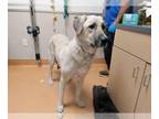 Anatolian Shepherd DOG FOR ADOPTION RGADN-1381680 - WINNIE - Anatolian Shepherd