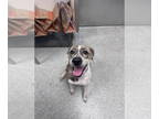 Pointer Mix DOG FOR ADOPTION RGADN-1381724 - SOPHIE - Pointer / Mixed (medium