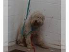 Poodle (Miniature) Mix DOG FOR ADOPTION RGADN-1381796 - MOX - Poodle (Miniature)