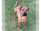 Chinese Shar-Pei-Vizsla Mix DOG FOR ADOPTION RGADN-1381836 - Aimee - Chinese