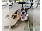 Boxer Mix DOG FOR ADOPTION RGADN-1381849 - KANE - Boxer / Mixed (medium coat)