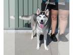 Siberian Husky DOG FOR ADOPTION RGADN-1381857 - DEFA KAREN - Siberian Husky