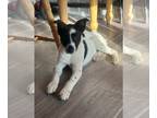 Border Collie Mix DOG FOR ADOPTION RGADN-1381915 - Todd - Border Collie /