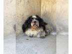 Havanese Mix DOG FOR ADOPTION RGADN-1381968 - OTTO - Havanese / Mixed (medium