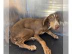 Weimaraner Mix DOG FOR ADOPTION RGADN-1381982 - SHIKA - Weimaraner / Mixed