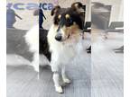 Collie DOG FOR ADOPTION RGADN-1382082 - Coco - Collie (medium coat) Dog For