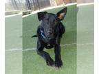 Shepradors DOG FOR ADOPTION RGADN-1382132 - SUMMIT - German Shepherd Dog /