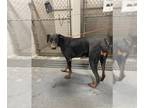 Doberman Pinscher DOG FOR ADOPTION RGADN-1382162 - SIENNA - Doberman Pinscher