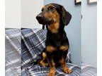 Dachshund Mix DOG FOR ADOPTION RGADN-1382196 - Prince Charming - Dachshund /