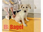 German Shepherd Dog-Great Pyrenees Mix DOG FOR ADOPTION RGADN-1382251 - Bagel -