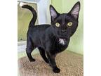 Dahlia, Domestic Shorthair For Adoption In Scottsburg, Indiana