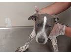 Camper 4(dopey), Terrier (unknown Type, Small) For Adoption In Mocksville