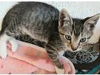 Cygnus, Domestic Shorthair For Adoption In Palatine, Illinois