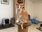 Henry, Domestic Shorthair For Adoption In Palatine, Illinois