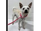 Chowder, Jack Russell Terrier For Adoption In Greenbelt, Maryland