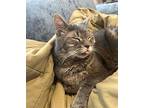 Rosalia, Domestic Shorthair For Adoption In Philadelphia, Pennsylvania