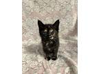 Dottie, Domestic Shorthair For Adoption In Orlando, Florida