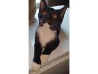 Scottie (young Kitten), Domestic Shorthair For Adoption In Spring Grove