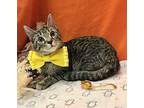 Randy, Domestic Shorthair For Adoption In Columbus, Ohio