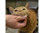 Popcorn, Domestic Shorthair For Adoption In Richmond, Virginia