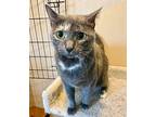 Selfless Sissy, Domestic Shorthair For Adoption In Spotsylvania, Virginia