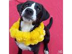 Batman, Labrador Retriever For Adoption In Washington, District Of Columbia