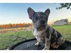 French Bulldog Puppy for sale in Dayton, OH, USA