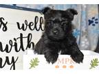 Cairn Terrier Puppy for sale in Springfield, MO, USA