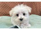 Maltipoo Puppy for sale in Bloomington, IN, USA