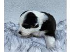 Australian Shepherd PUPPY FOR SALE ADN-836784 - Black Tri darling GIRL