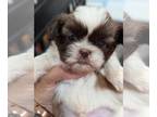 Shih Tzu PUPPY FOR SALE ADN-836782 - Shih tzu boy