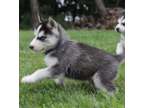 sasc Home raised Siberian husky babies