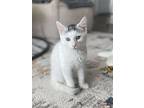 Statler Is Stunning And Such A, Turkish Van For Adoption In South Salem