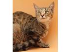 Pearl Is Practically Purrfect!, Tabby For Adoption In South Salem, New York