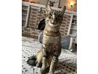 Leo, Domestic Shorthair For Adoption In Flint, Michigan