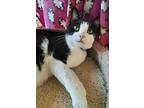 Dexter, Domestic Shorthair For Adoption In Fremont, Ohio