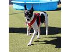 Cora, Rat Terrier For Adoption In Port Washington, New York