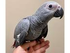 African Grey Parrot Birds