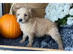 Goldendoodle Puppy for sale in South Bend, IN, USA