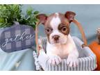 Boston Terrier Puppy for sale in South Bend, IN, USA