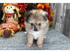 Pomeranian Puppy for sale in Fort Wayne, IN, USA