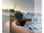 Doberman Pinscher PUPPY FOR SALE ADN-837174 - Dobermans